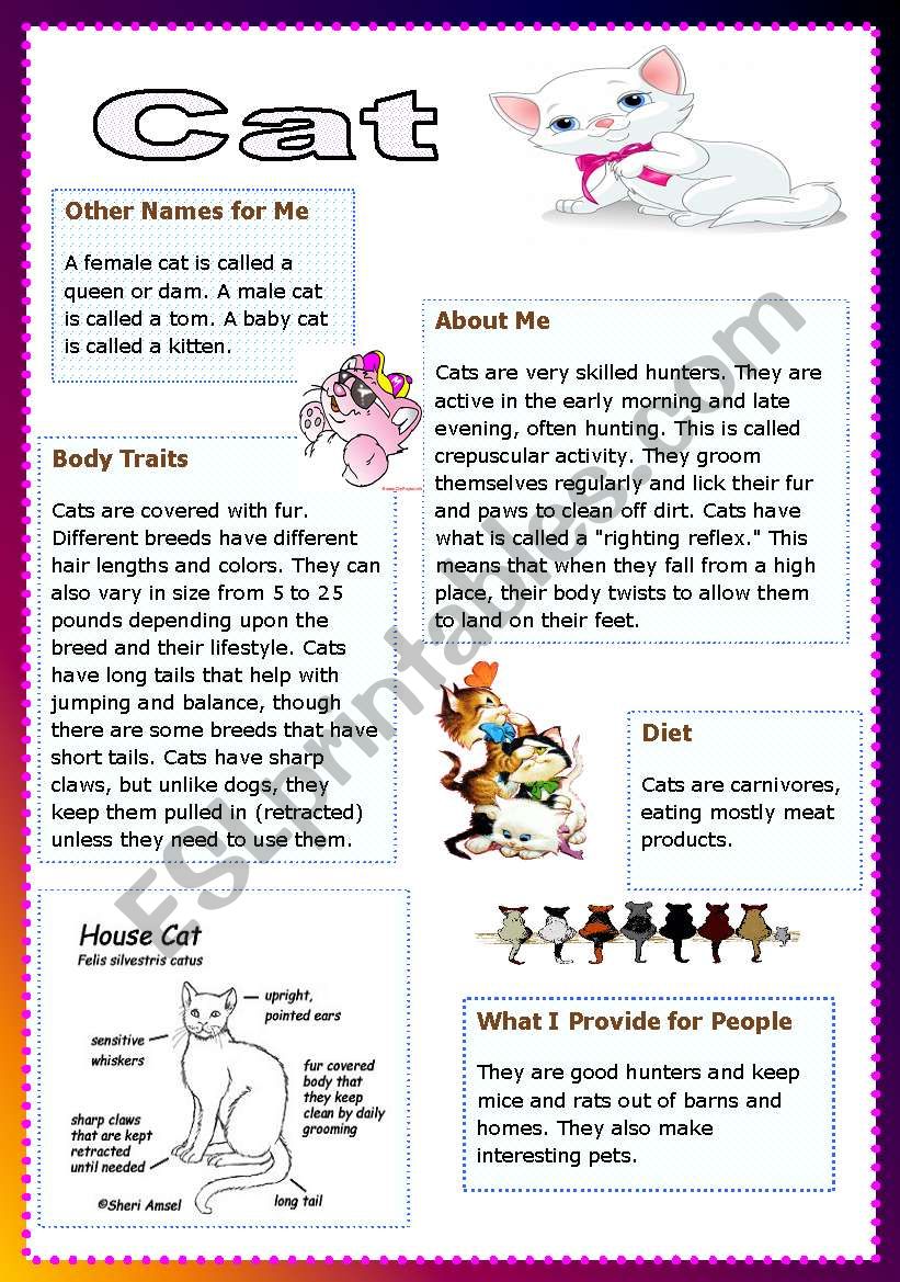 cats worksheet