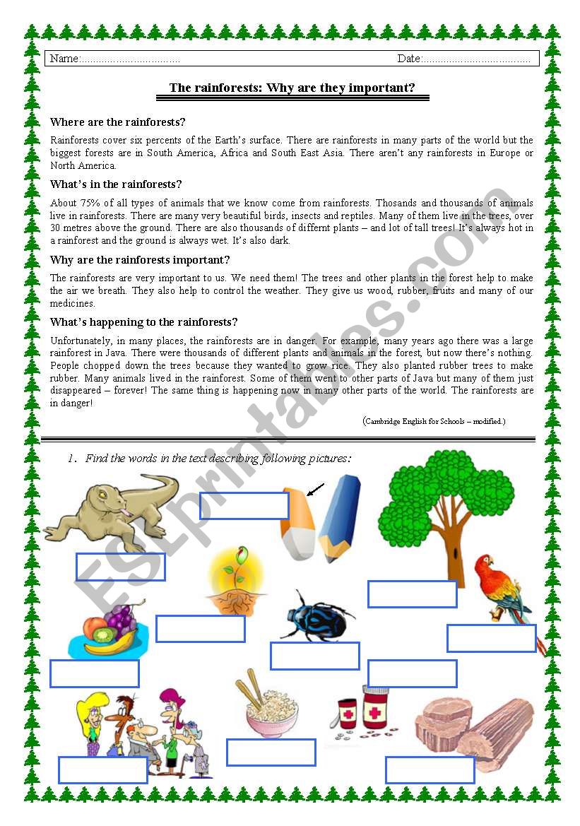 Rainforests - reading + vocabulary