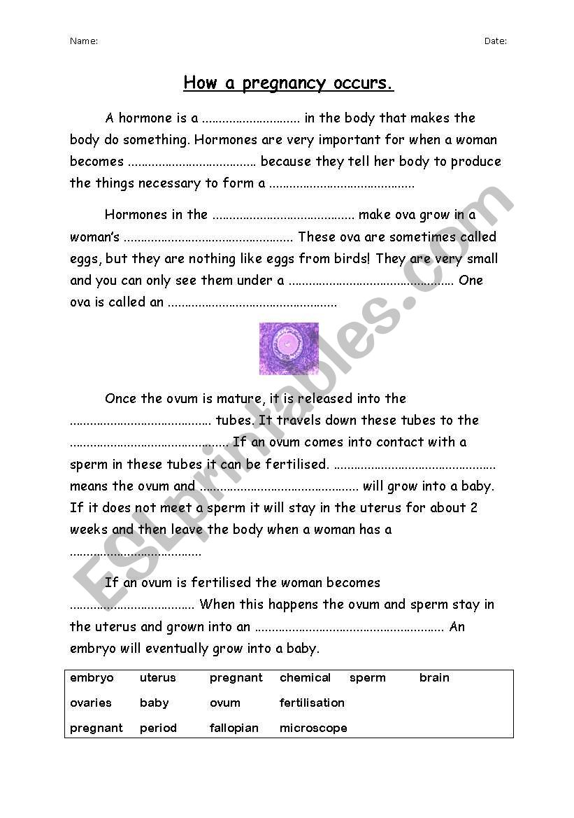 Cloze activity - How a pregnancy occurs