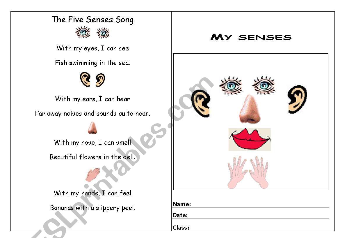 My senses worksheet