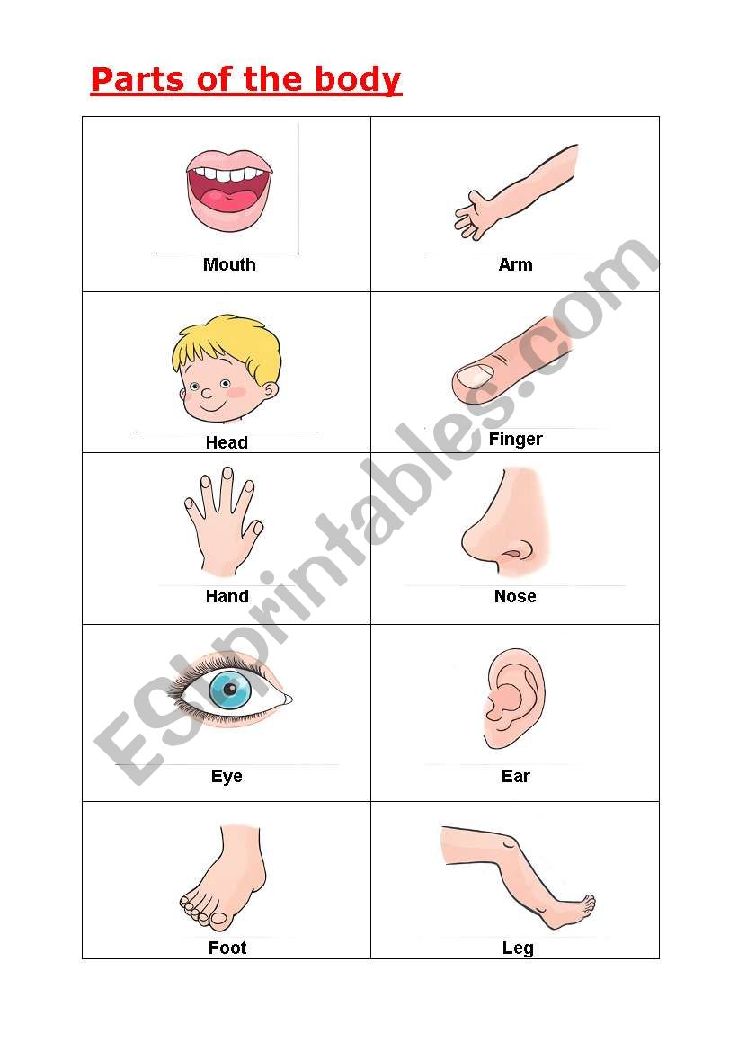Parts of the Body - A handout worksheet