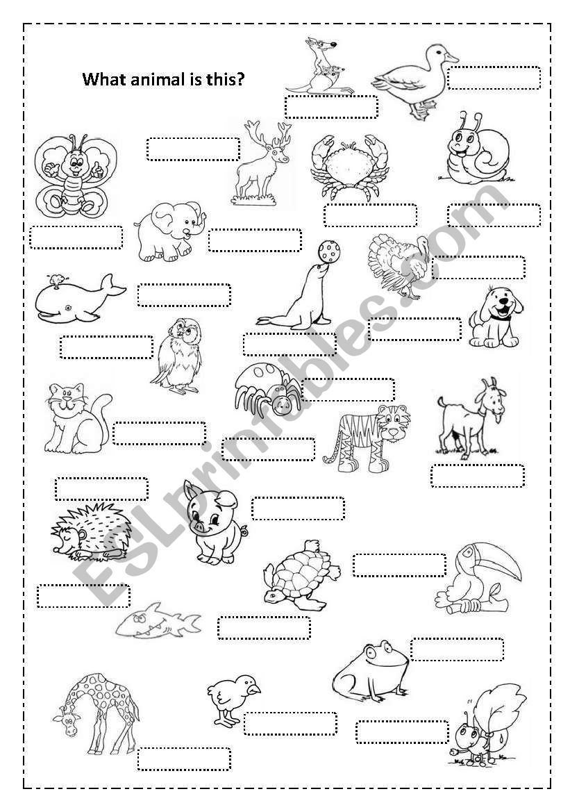 What animal is this? worksheet