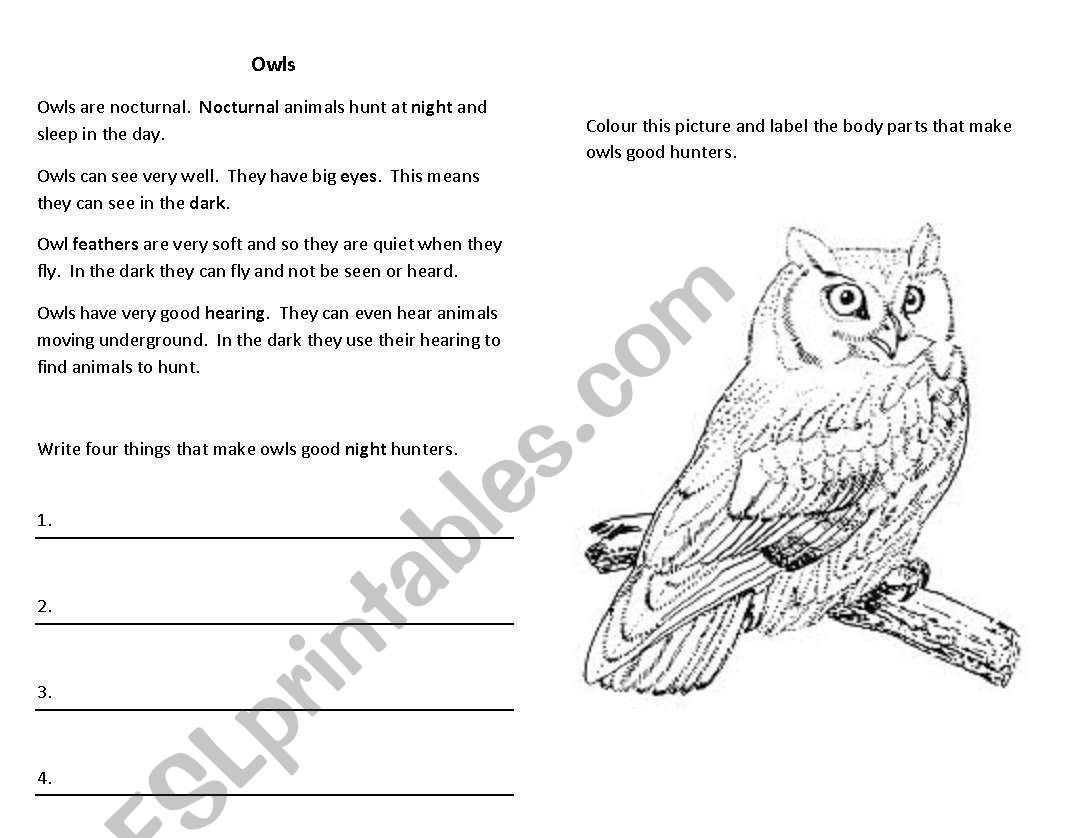 owl vocab worksheet