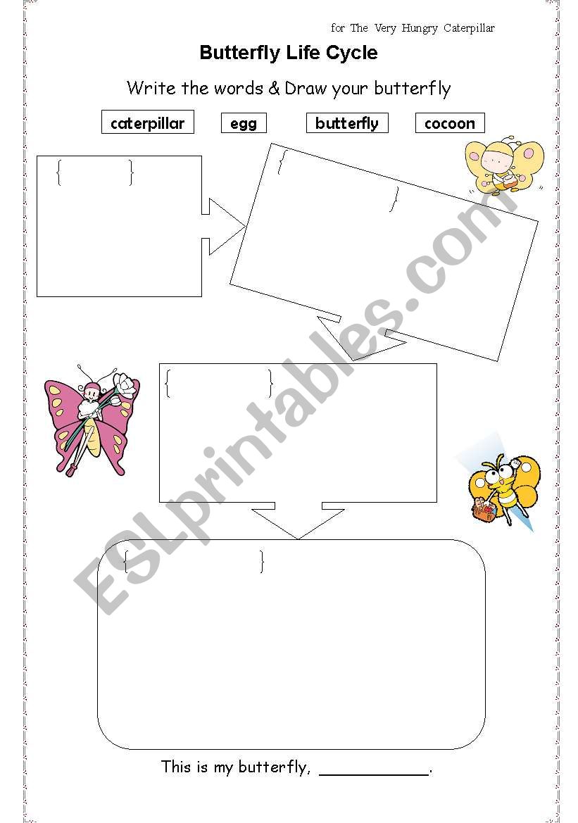 Butterfly Life Cycle worksheet