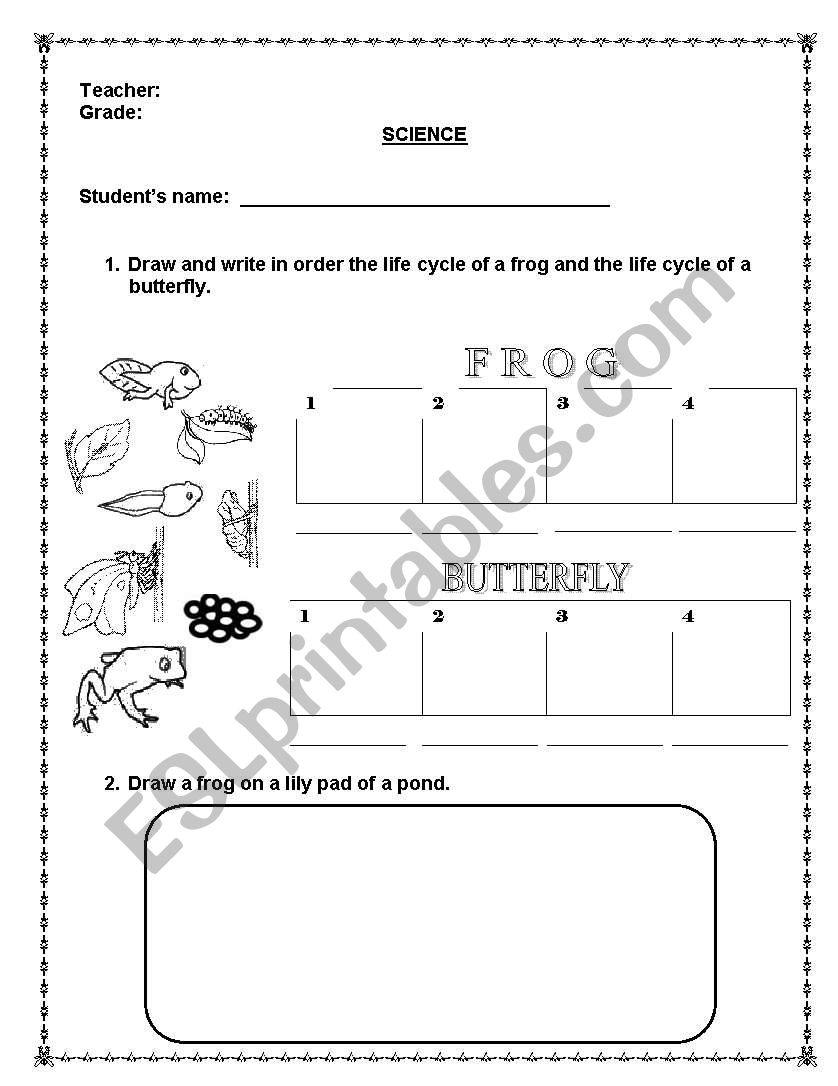 LIFE CYCLE worksheet