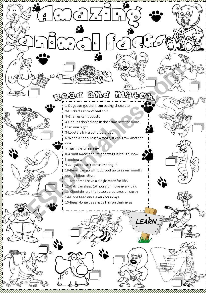 amazing animal facts worksheet