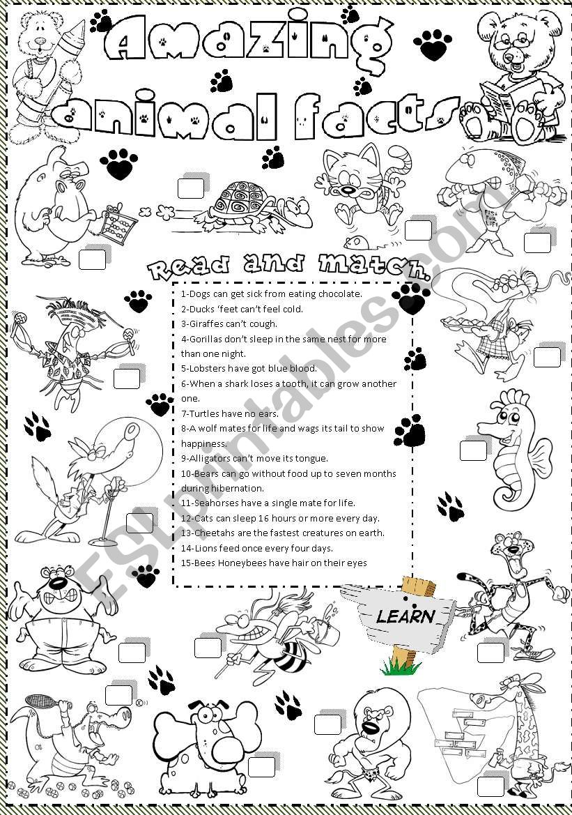 amazing animal facts worksheet