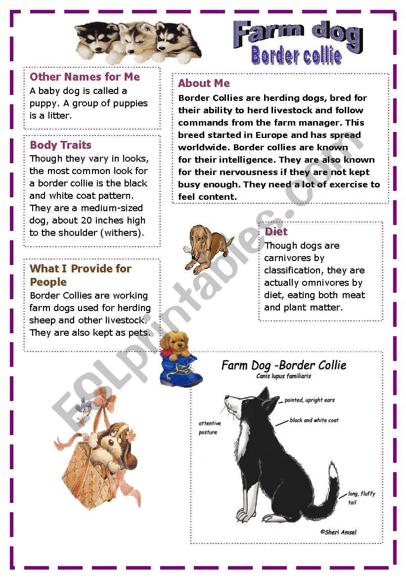 **farm dog ** worksheet