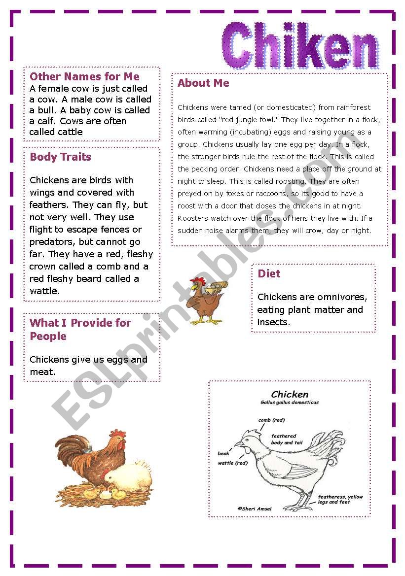 ** chiken worksheet