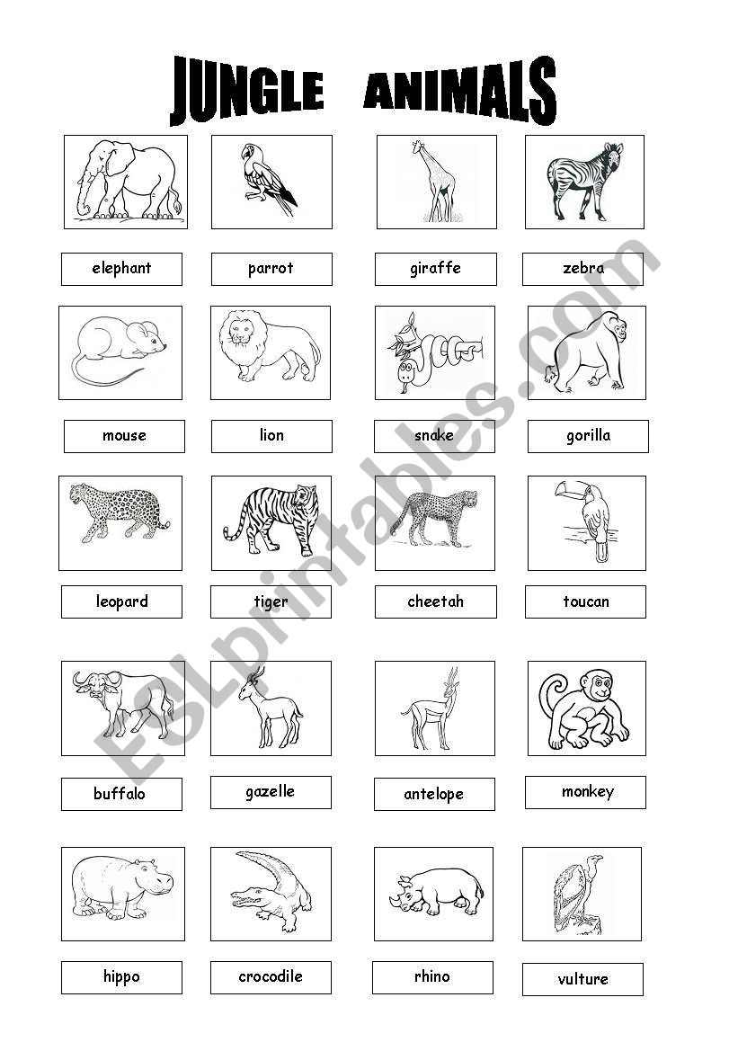 jungle animals worksheet