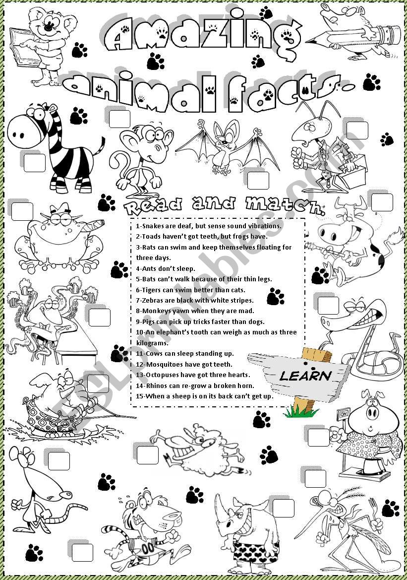 amazing animal fatcs 2 worksheet