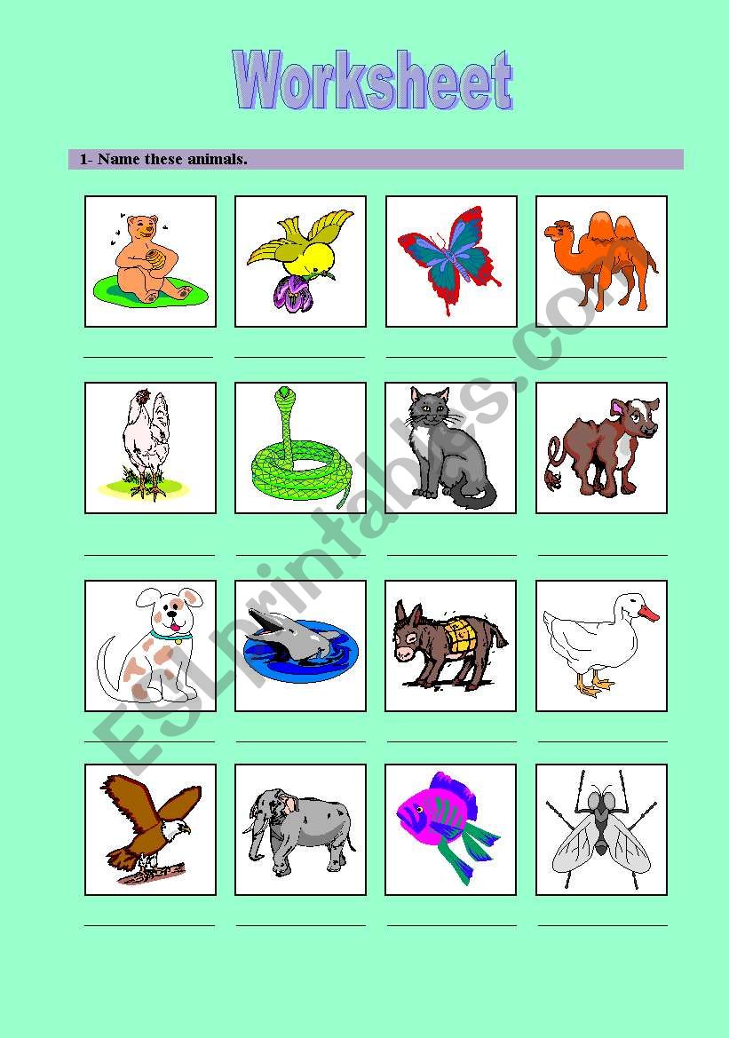 animals worksheet