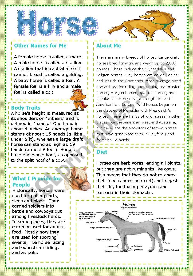 **Horse ** worksheet