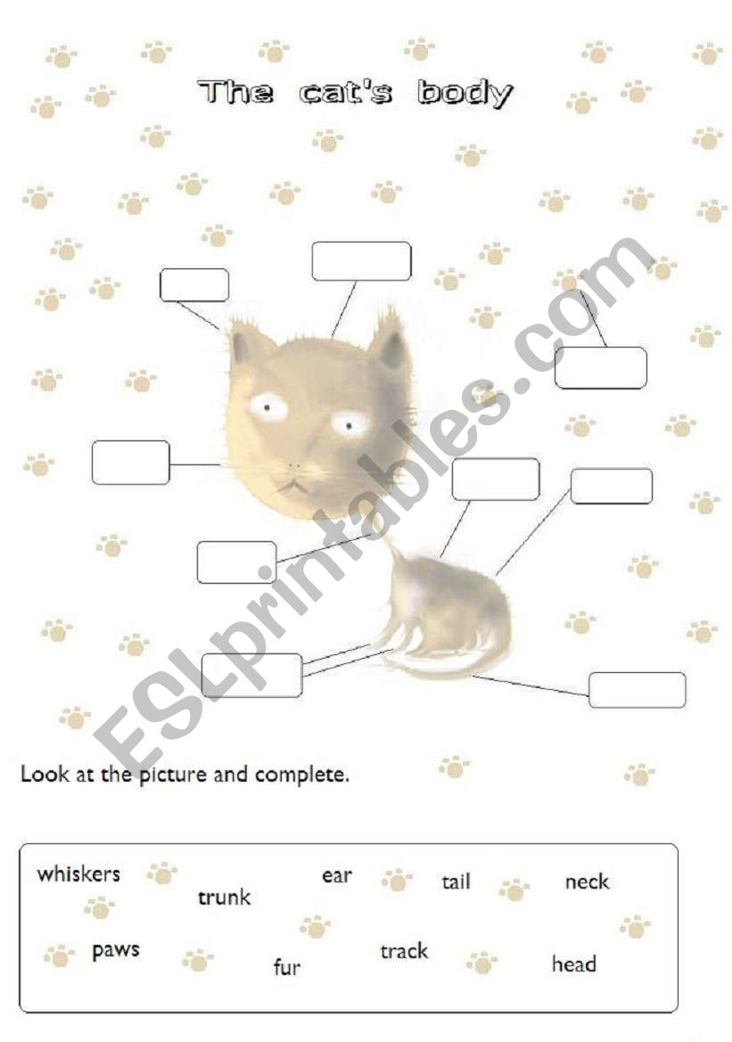 The cats body worksheet