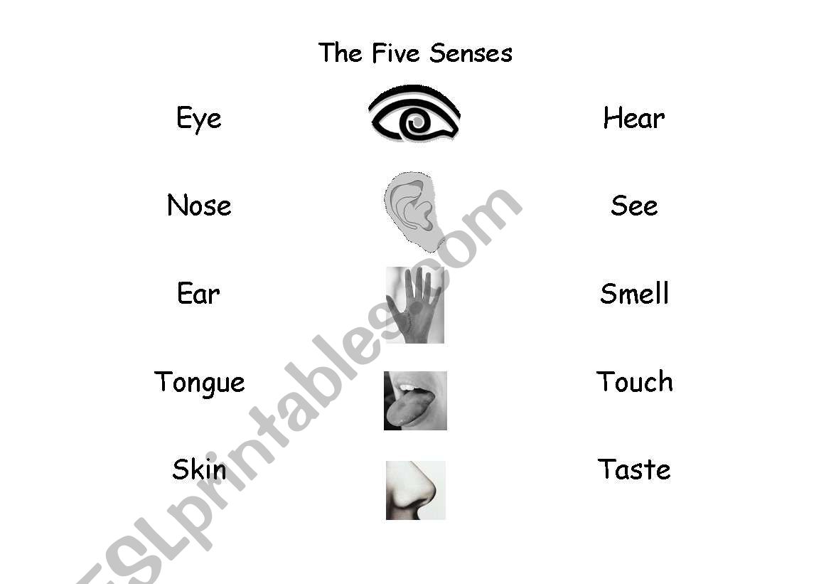 5 senses.Match the sense, the body part with the correct picture