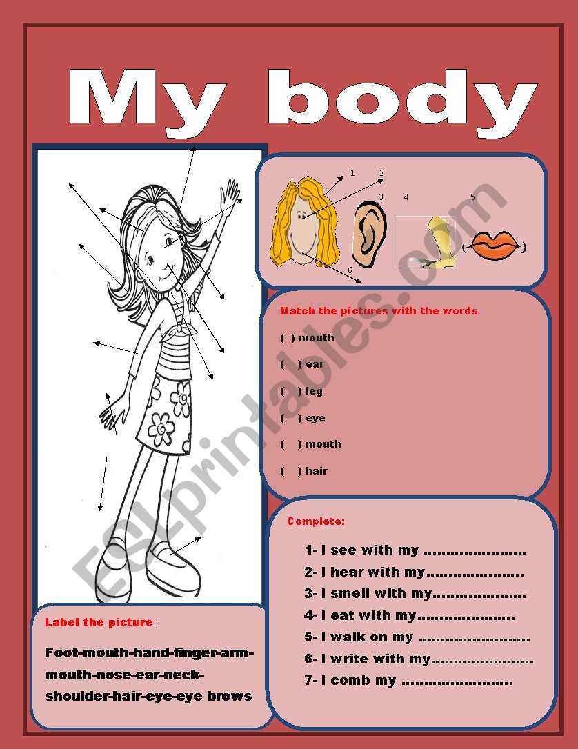 my body worksheet