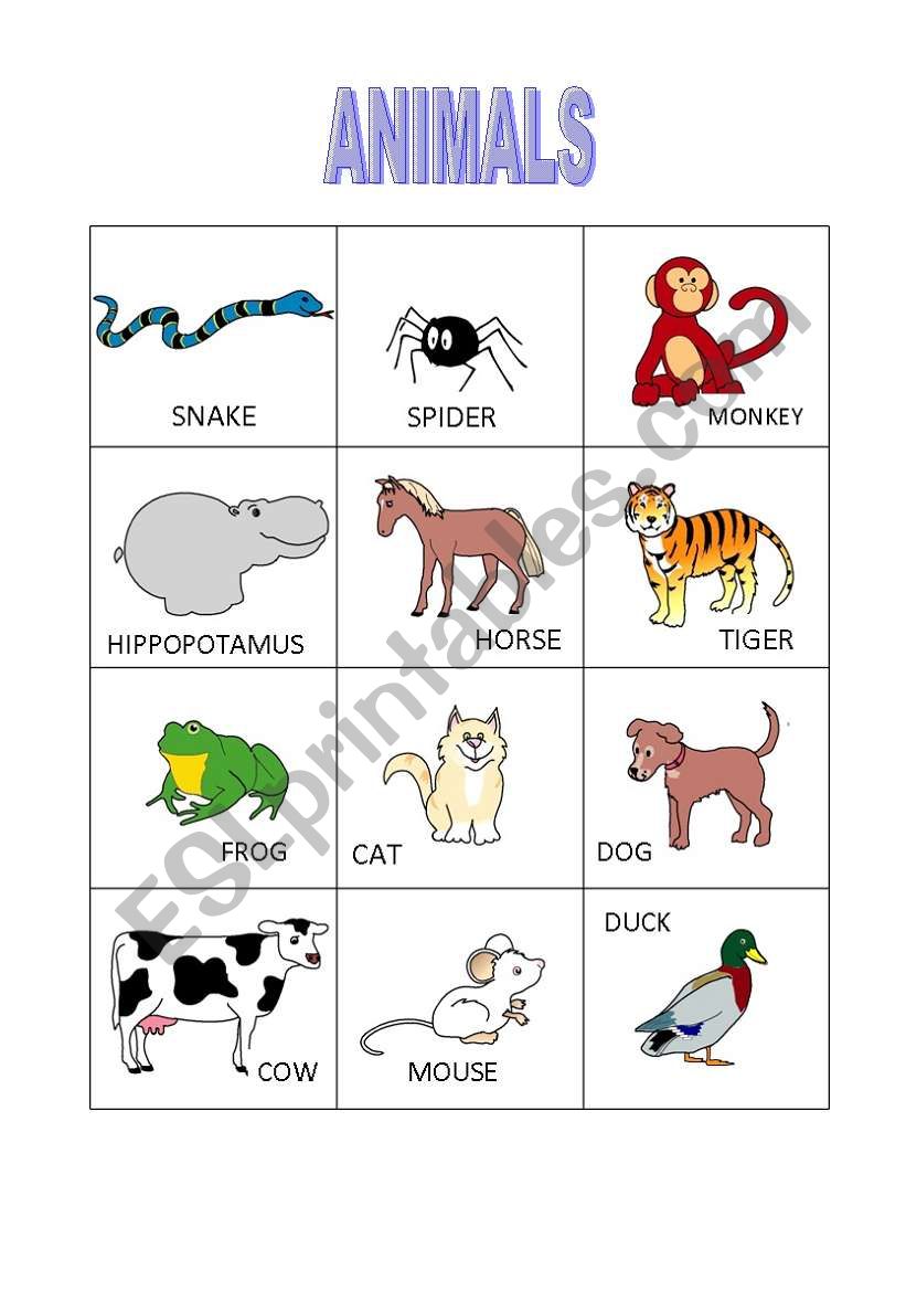 Animals worksheet