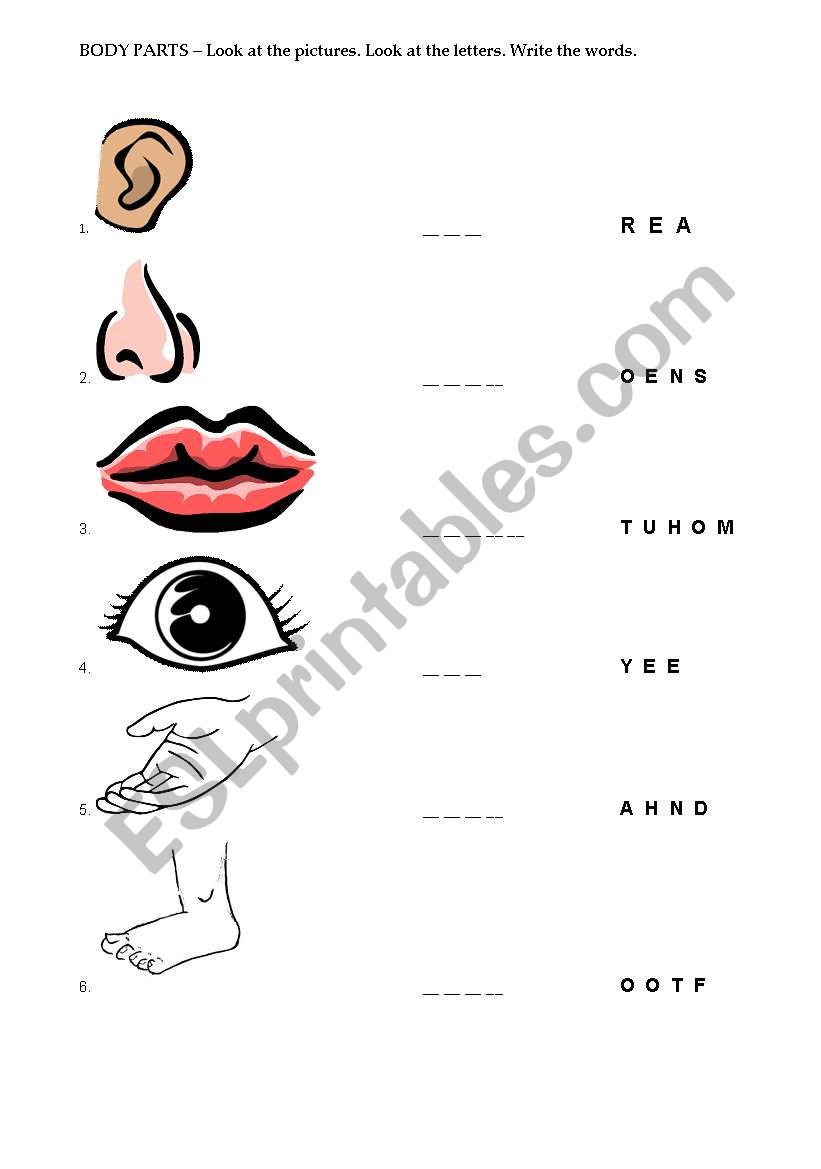 body parts  worksheet