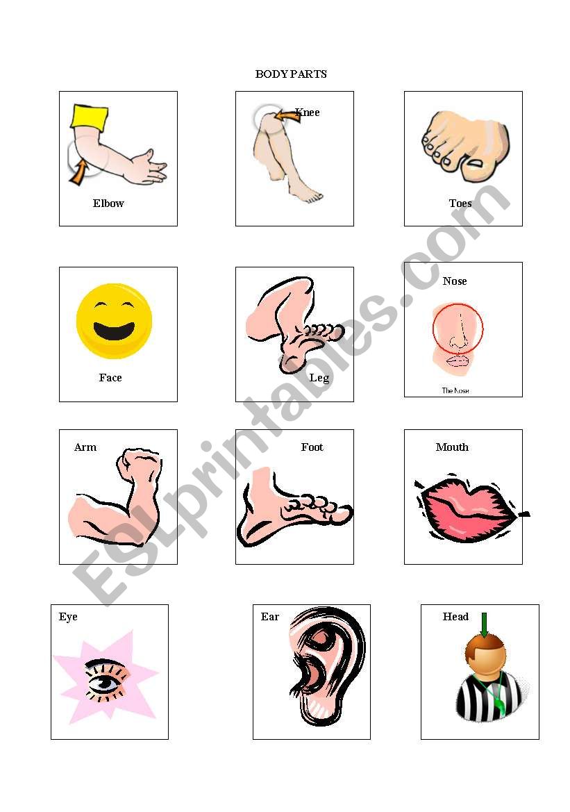 Body Parts worksheet