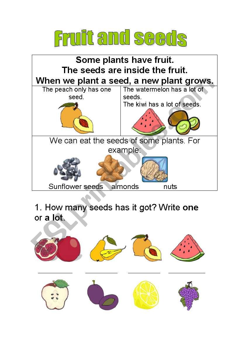 Fruits and seeds worksheet