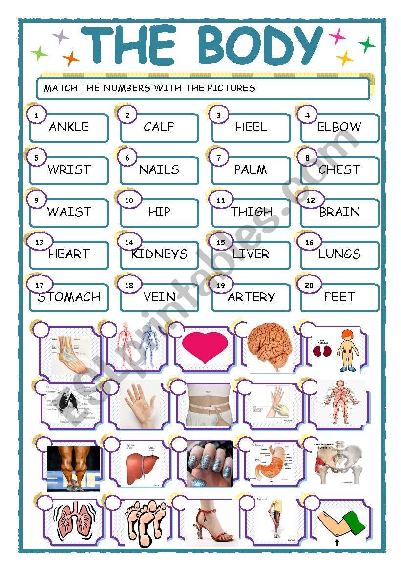 the body worksheet