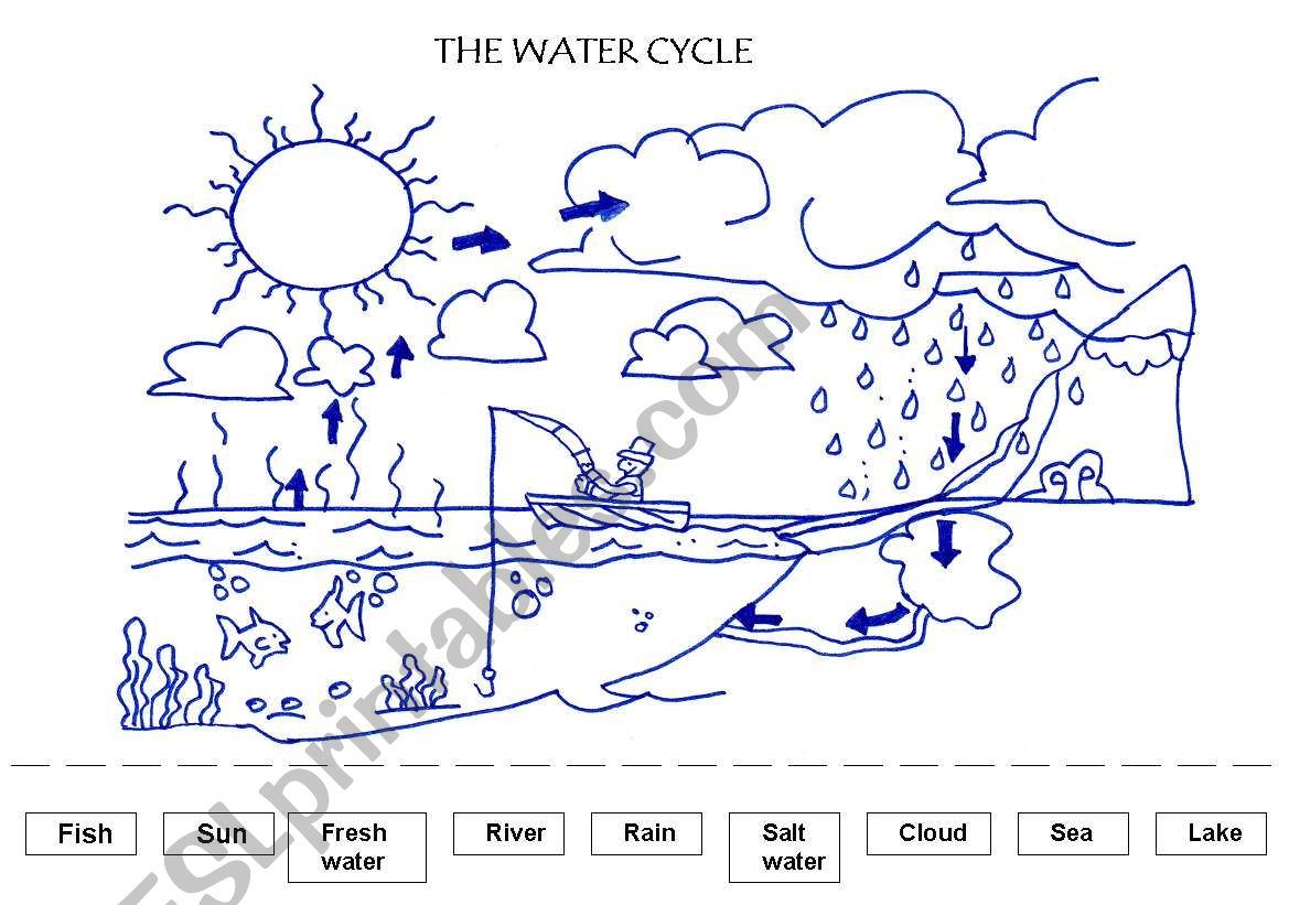 The water cycle worksheet