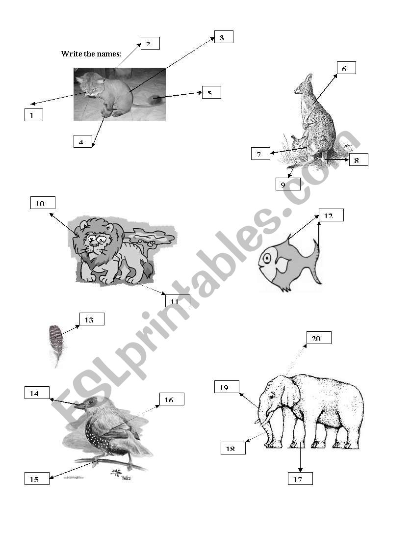 Animals: body parts worksheet
