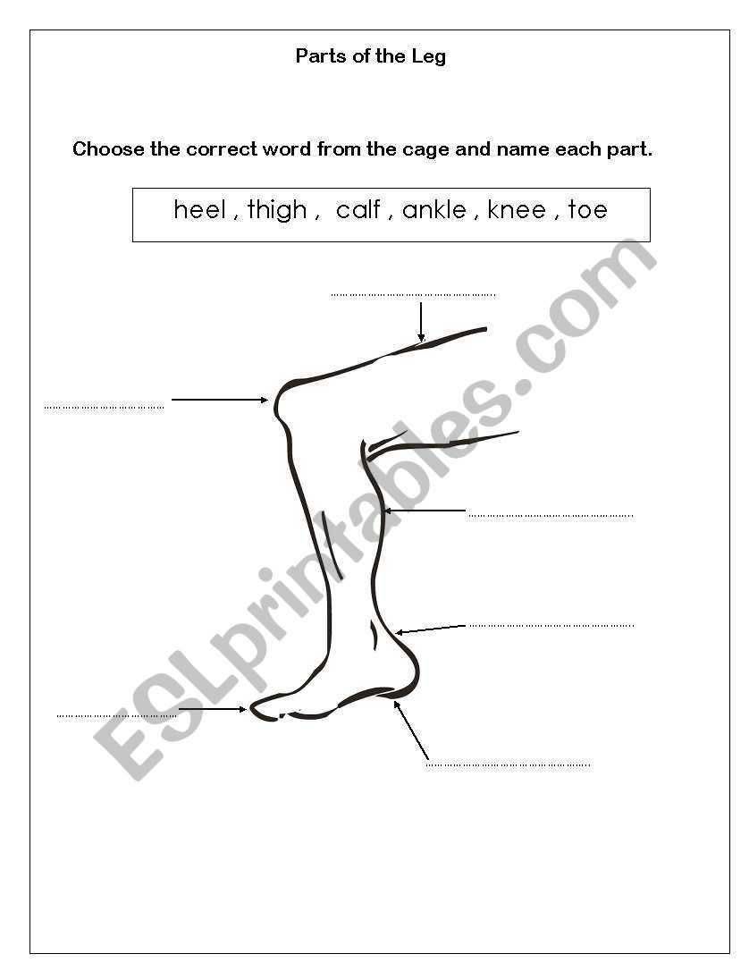 Parts of the Leg worksheet