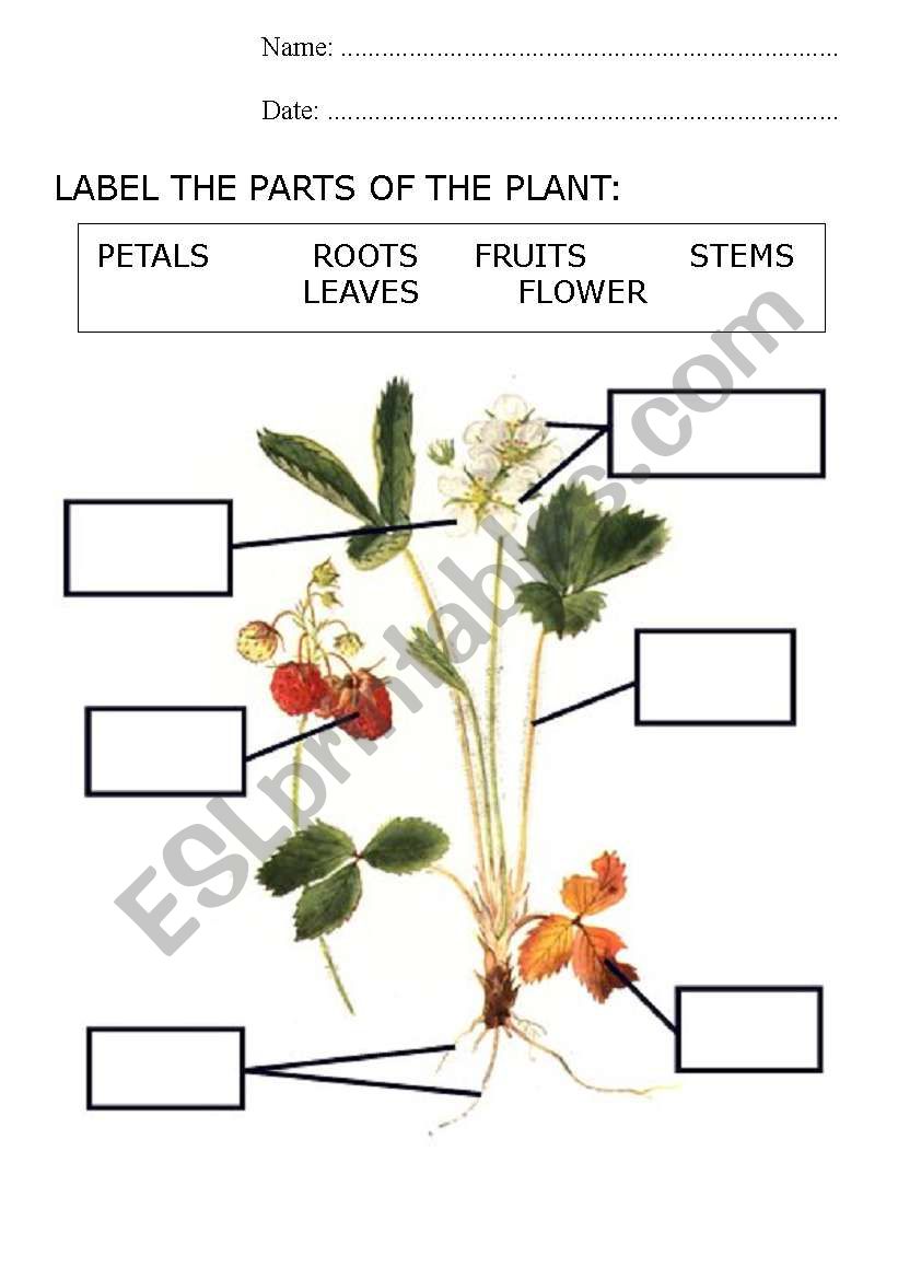 PARTS OF A PLANT worksheet