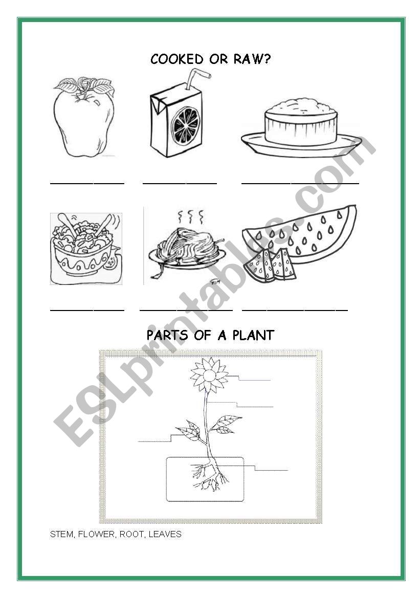 FOOD TYPE AND ORIGIN worksheet