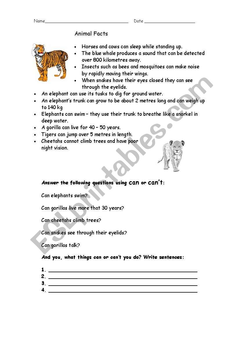 Animal facts and verb can  worksheet