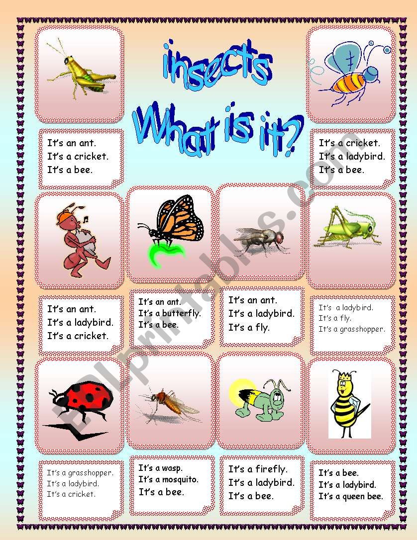 Insects worksheet