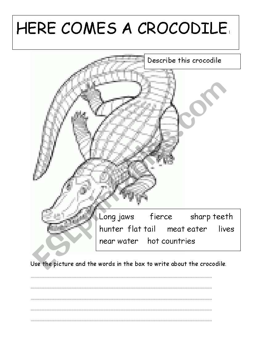 here comes a crocodile worksheet