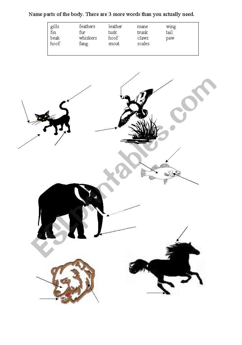 Animal Body Parts worksheet