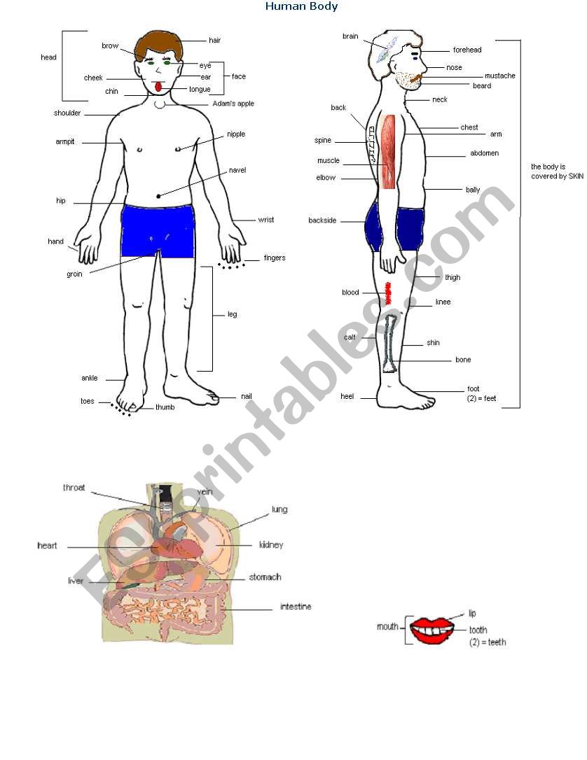 Human Body worksheet