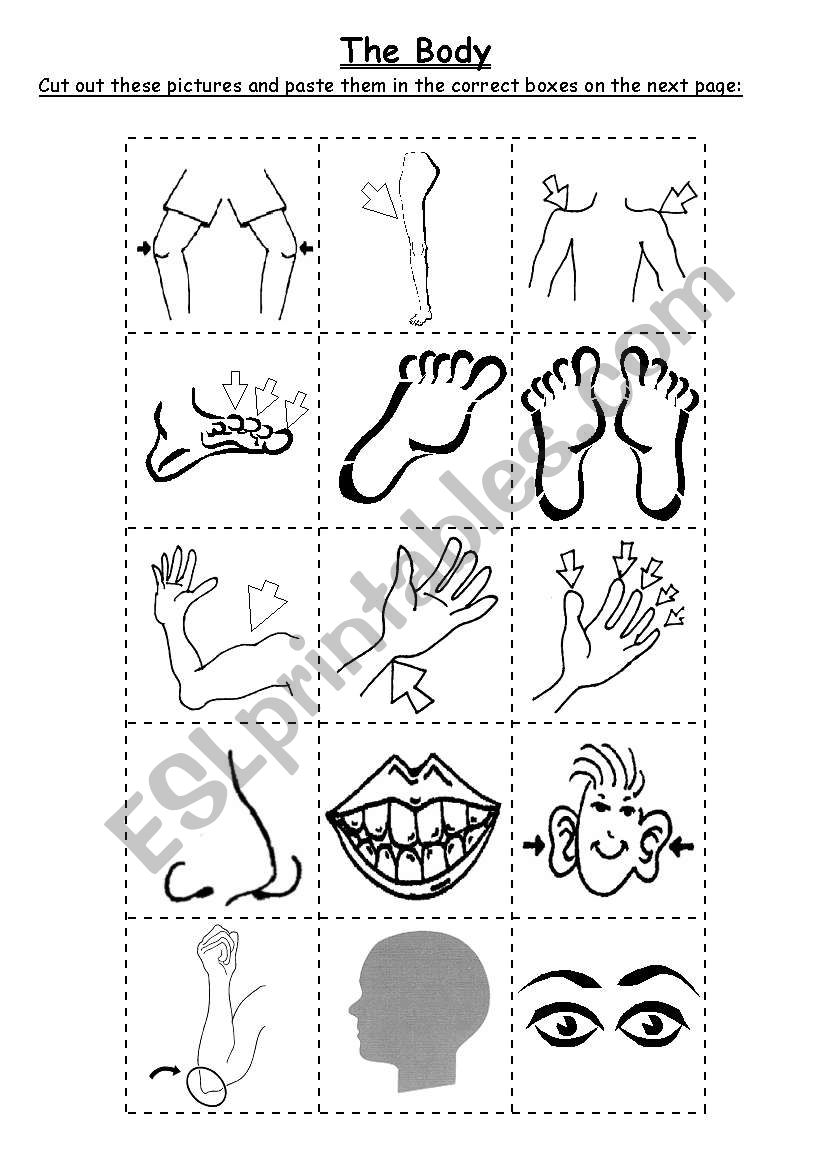 Printable Body Parts Cut And Paste