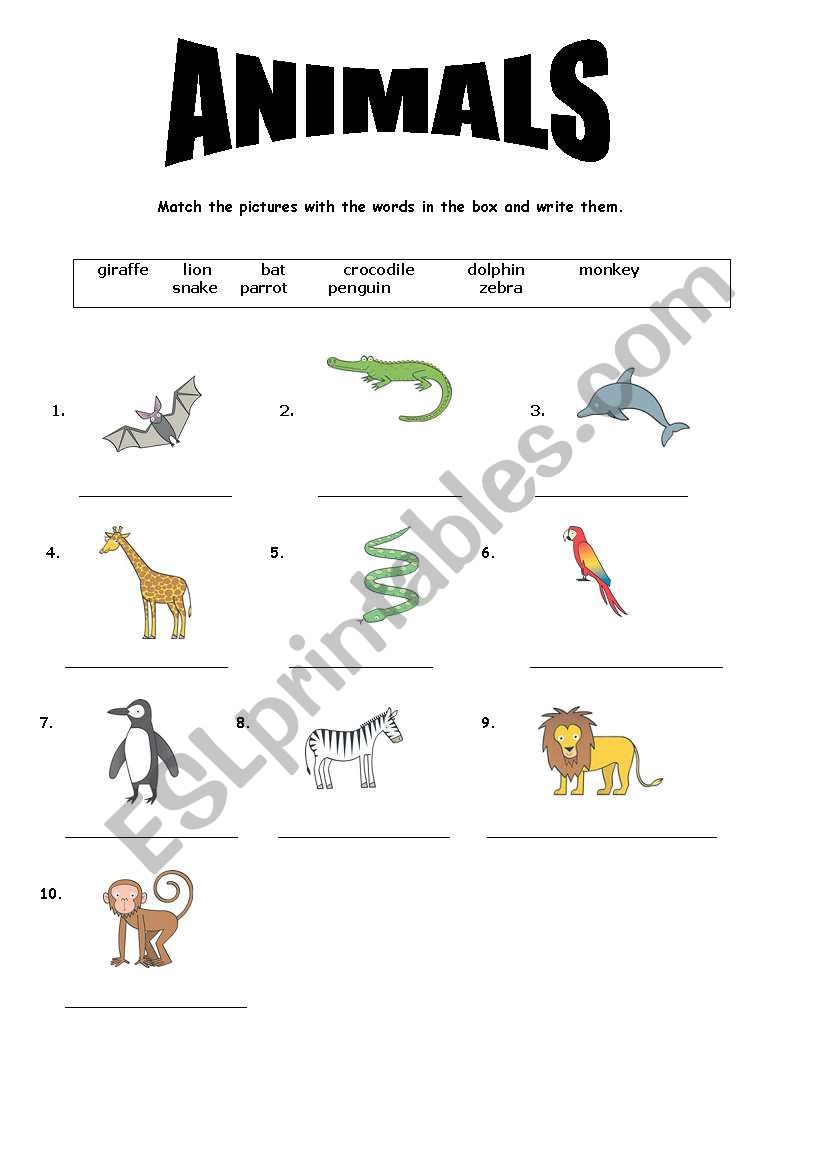 animals worksheet