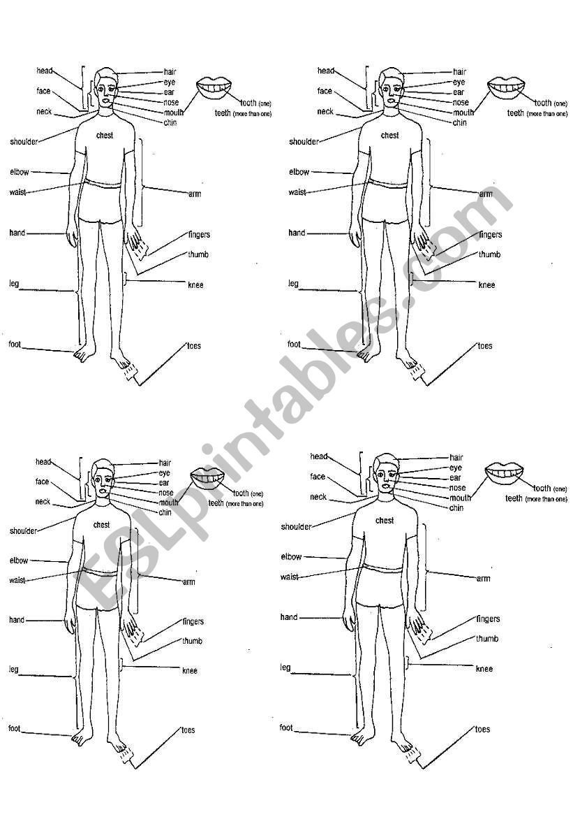 human body worksheet