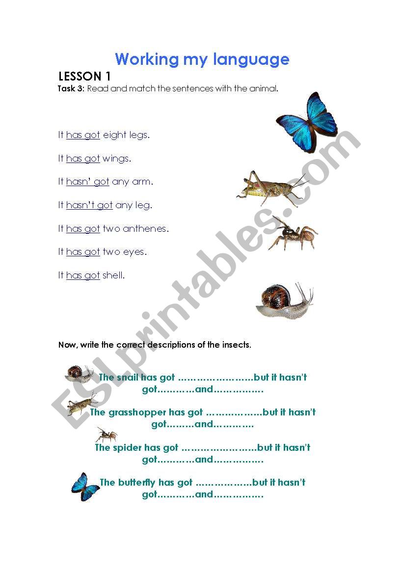 Bugs worksheet