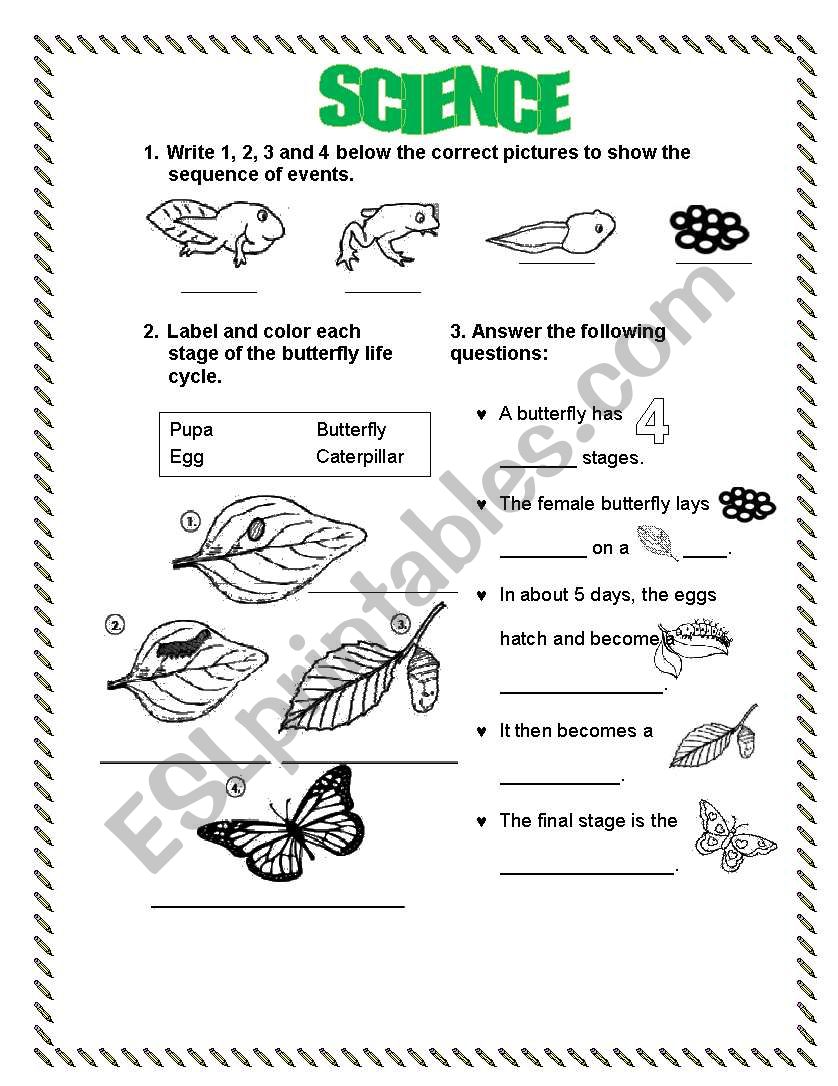 LIFE CYCLE (FROG-BUTTERFLY) - ESL worksheet by LPERECITA With Frogs Life Cycle Worksheet