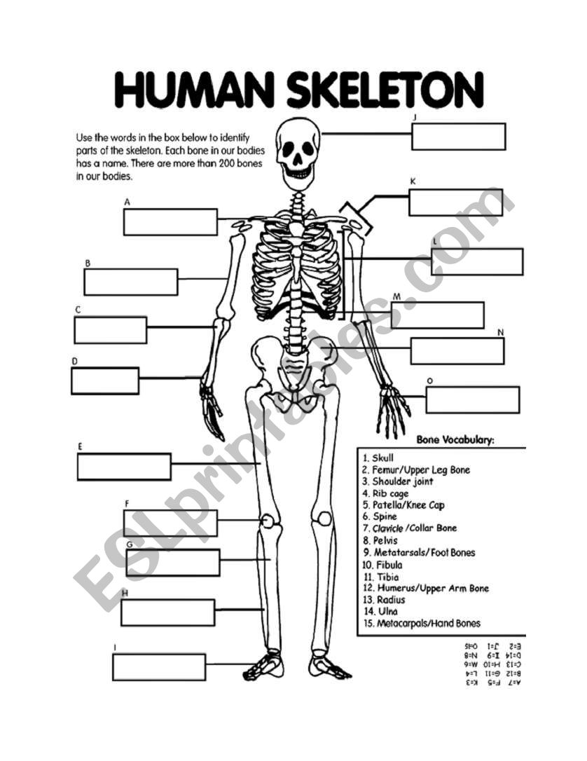 Skeletal System - ESL worksheet by andrea.hart Throughout Skeletal System Labeling Worksheet Pdf
