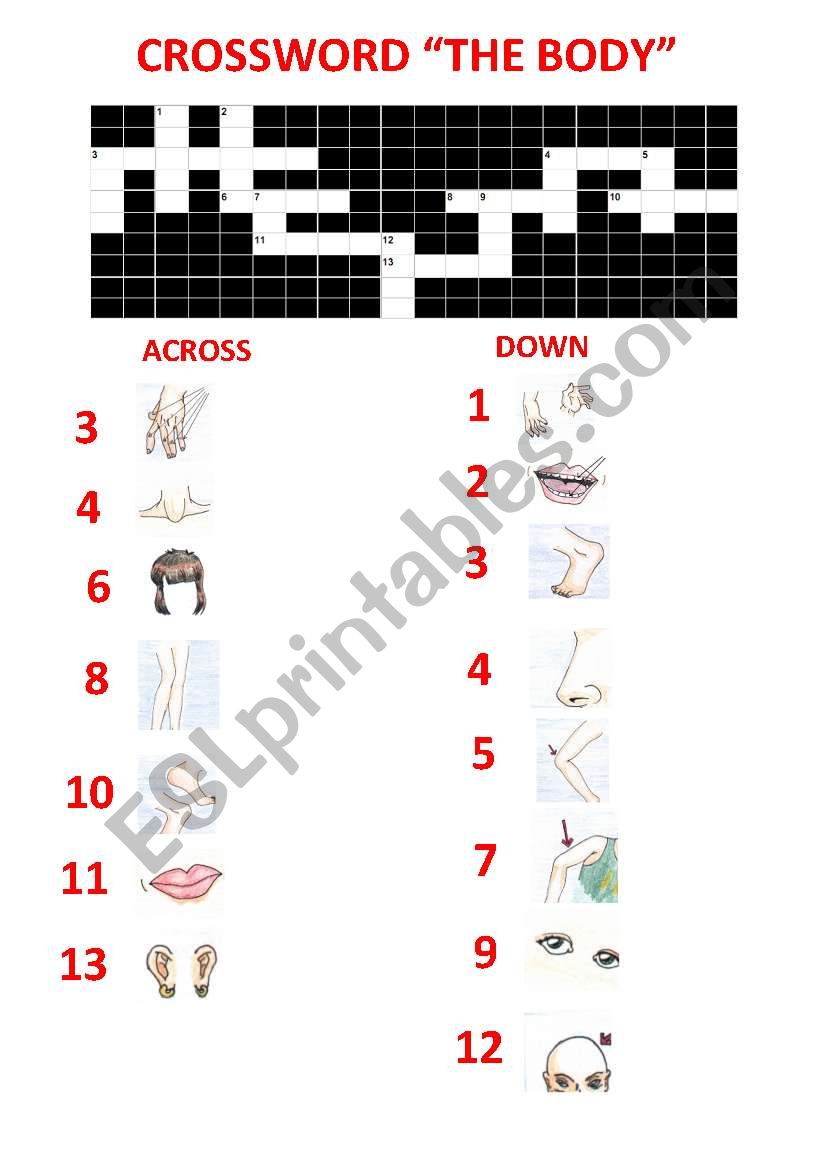 crossword body worksheet