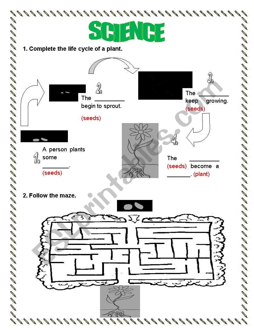LIFE CYCLE OF A PLANT worksheet