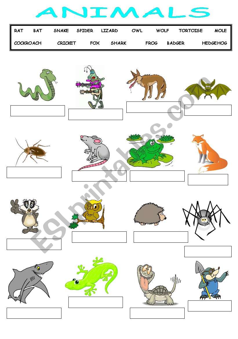 animals worksheet