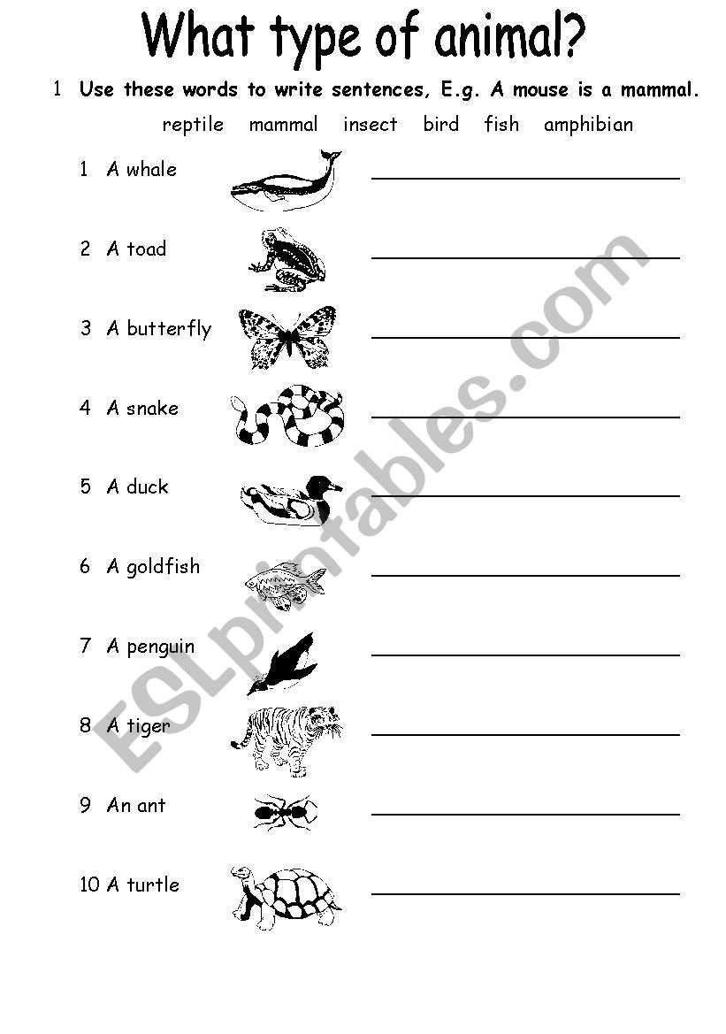 Animals worksheet