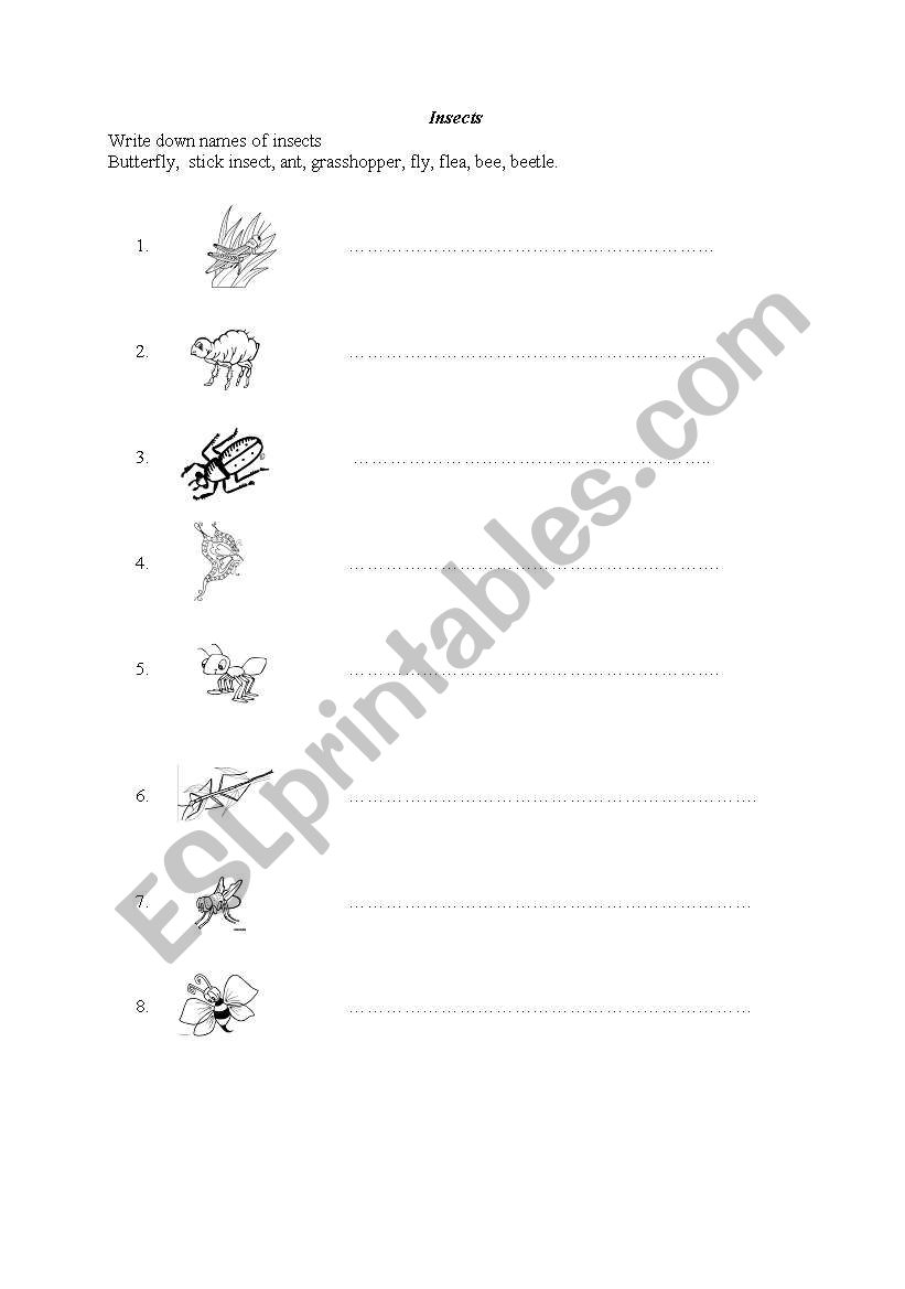 Insects worksheet