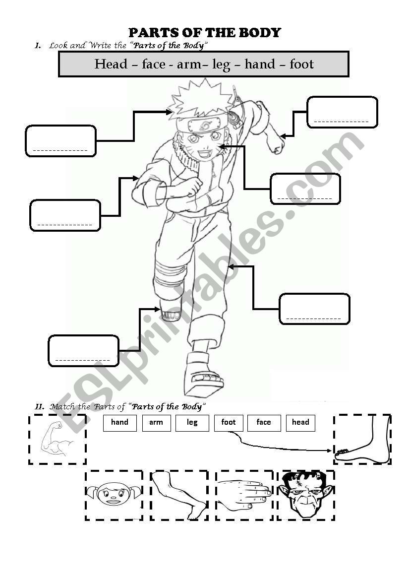 PARTS OF THE BODY WORKSHEET worksheet