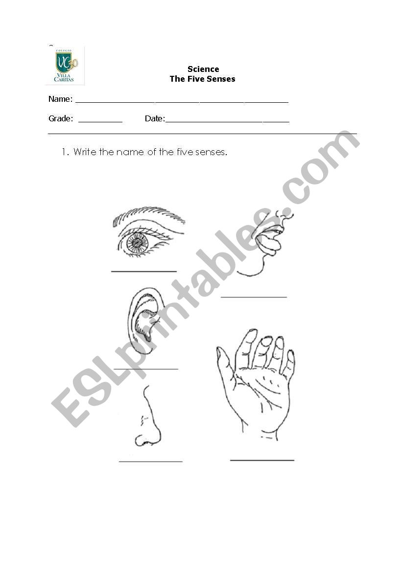 English worksheets: The Five Senses