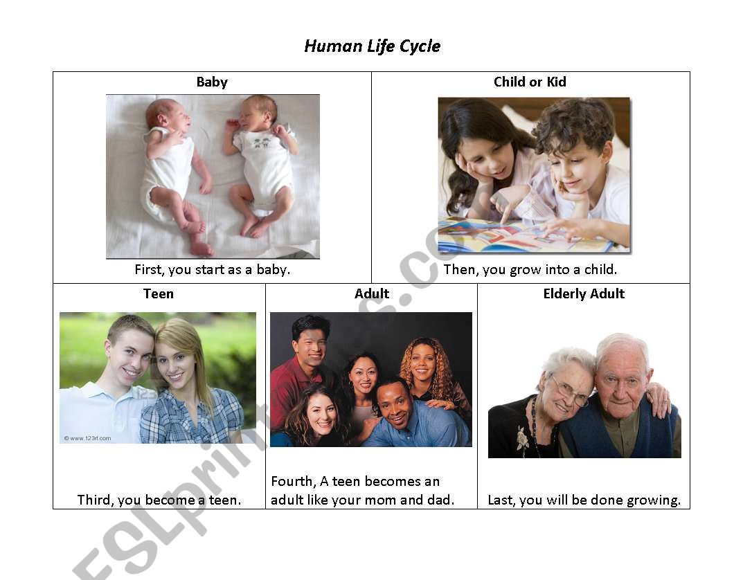 Life Cycle of Humans worksheet
