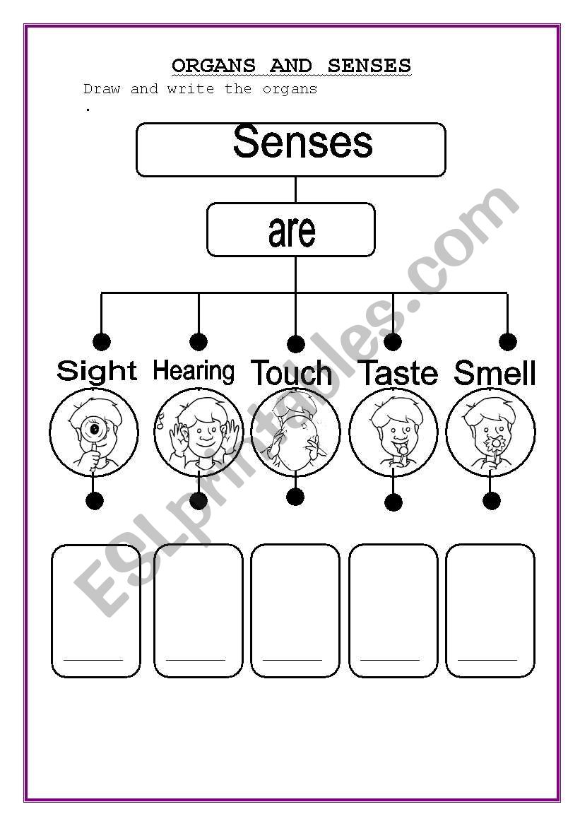 Senses and organs worksheet